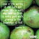 YMI Typography - Live a life worthy of the Lord and please Him in every way; Bearing fruit in every good work, growing in the knowledge of God. - Colossians 1:10