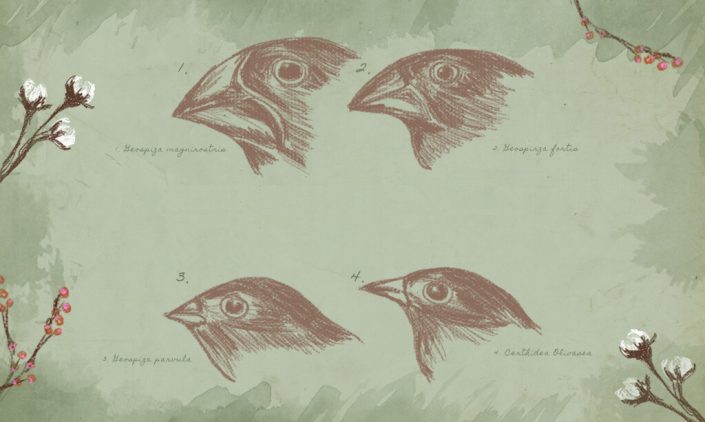 Steps of bird evolution